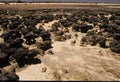 Stromatolite Royalty Free Stock Photo